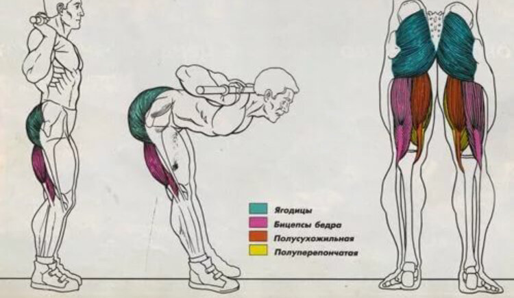 Как накачать заднюю мышцу. Упражнения на бицепс бедра. Двуглавая мышца бедра упражнения.