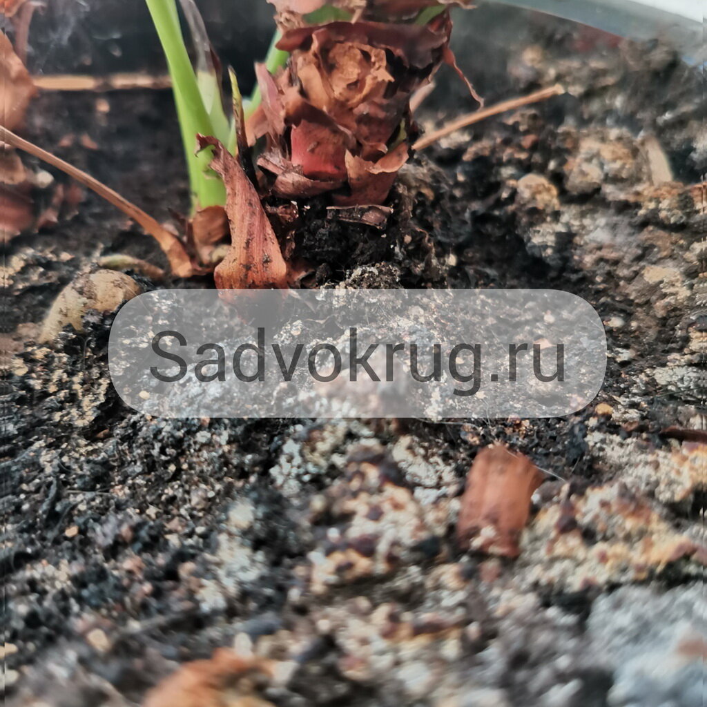 На фото плесень в цветочном горшке