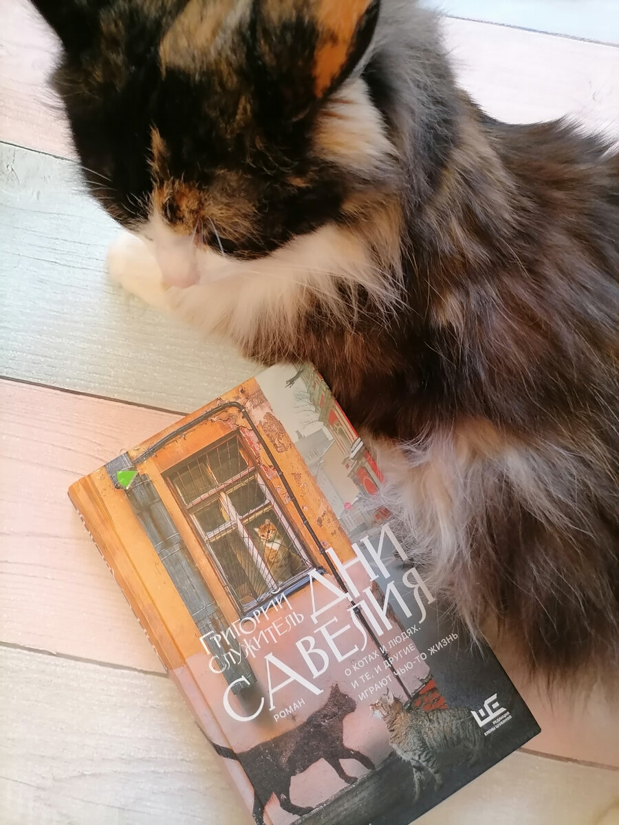 фото автора, кошка, которой кстати в этой статье тоже найдется место, тоже автора.