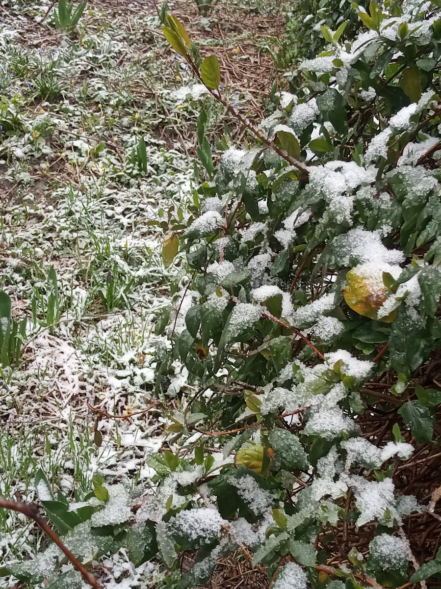 Фото автора. Вчера в Краснодаре был снег.
