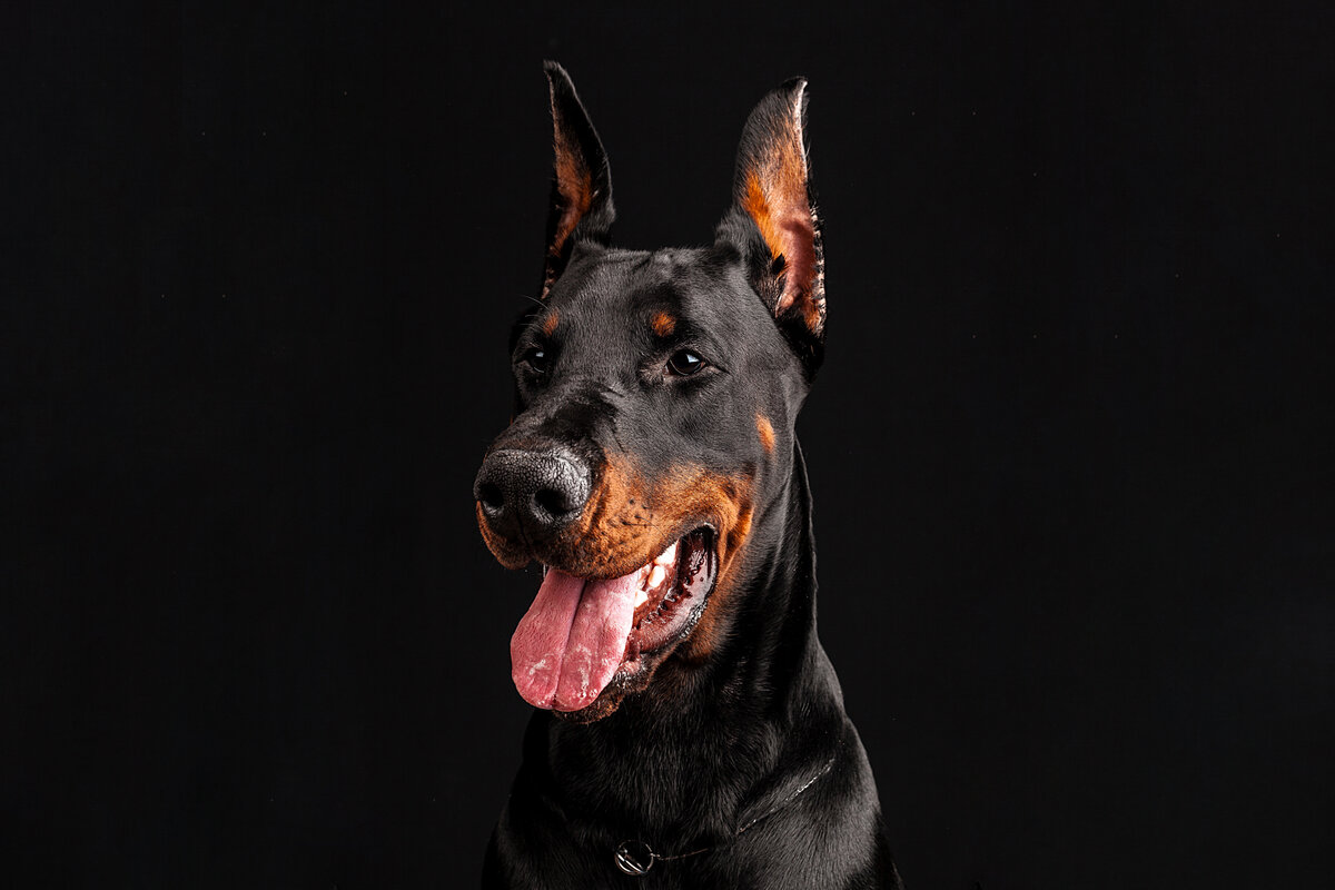 Многопрофильный питомец и лучший друг в придачу.