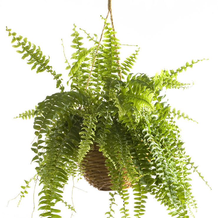 Бостонский папоротник

Папоротник – одно из самых популярных растений благодаря своей пышной и текстурной листве. Папоротник - недорогое комнатное растение, которое, кстати, не является опасным для домашних животных. Бостонским папоротникам нужная постоянная легкая влажность, поэтому их лучше расположить в ванной или на кухне. Важный момент: у папоротников может часто опадать листва, поэтому будь готова регулярно ее убирать.