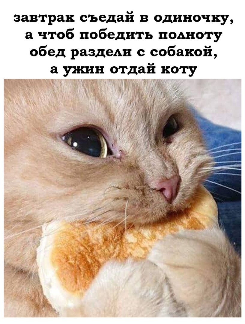 похудение юмор из сети