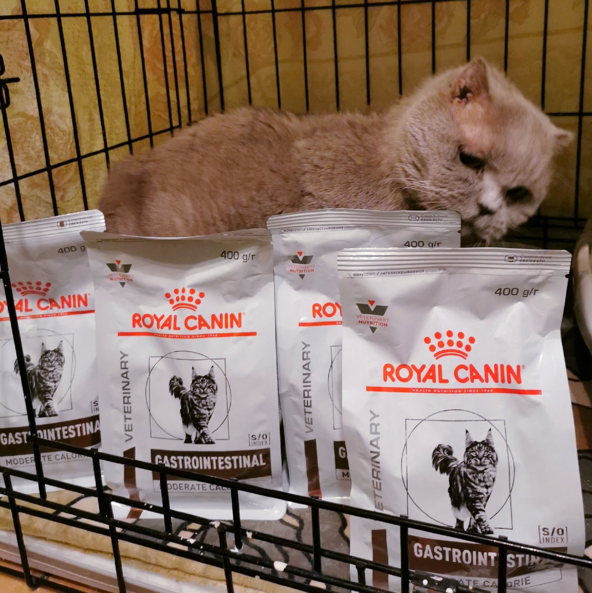 © ВСЕ ОТТЕНКИ КОШАЧЬЕГО. Тоша встретил подарки 😺