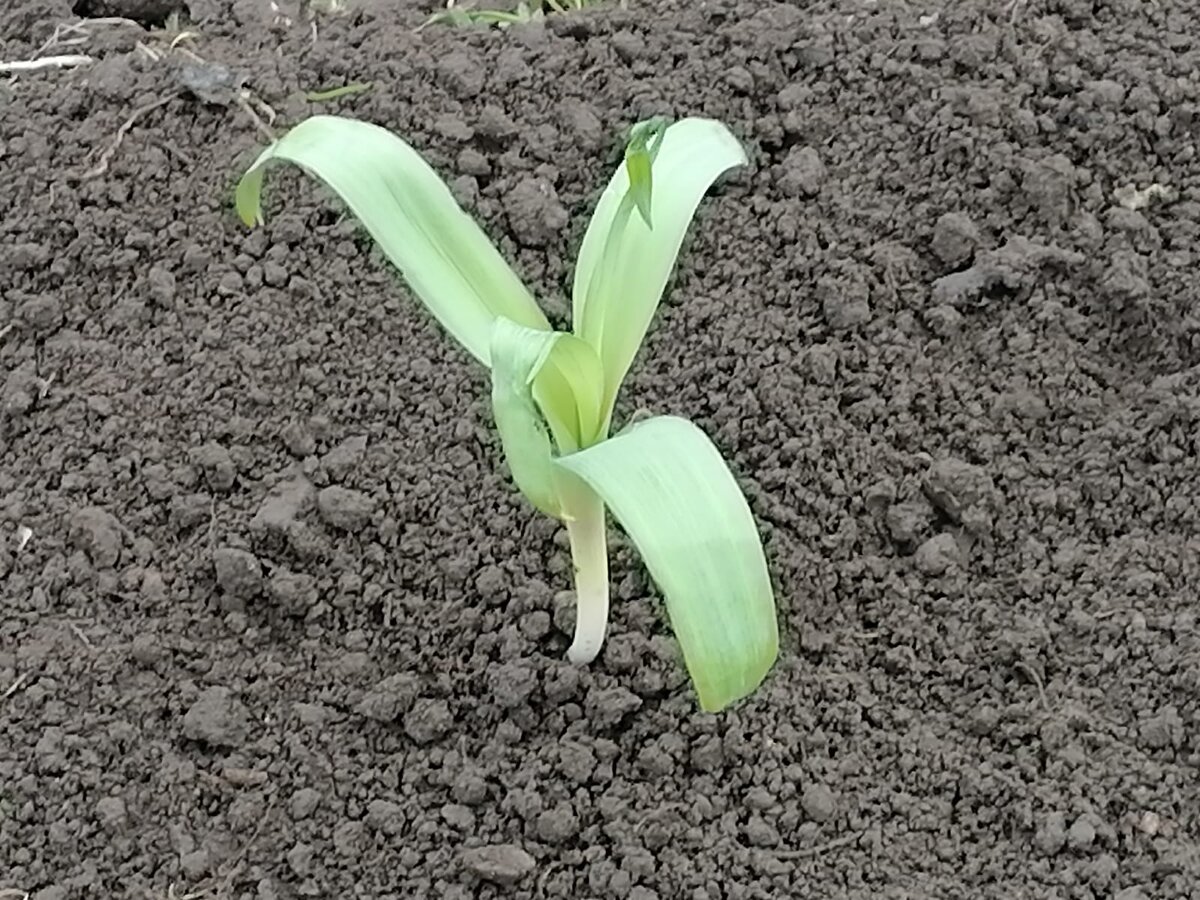 Наш новый житель Рокамболь