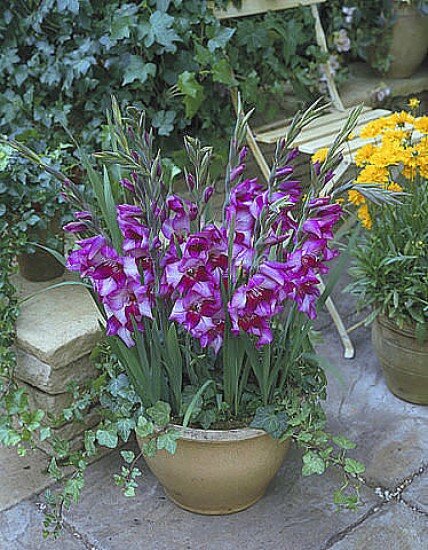 Ссылка на изображение https://img3.procvetok.com/limit/w891h550/f7/e5/f7e5510182b82681fe4dc2ec5b45ad48.jpg