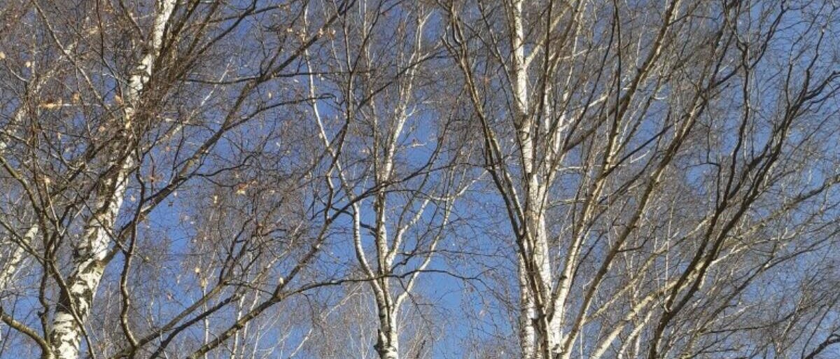 осенний лес