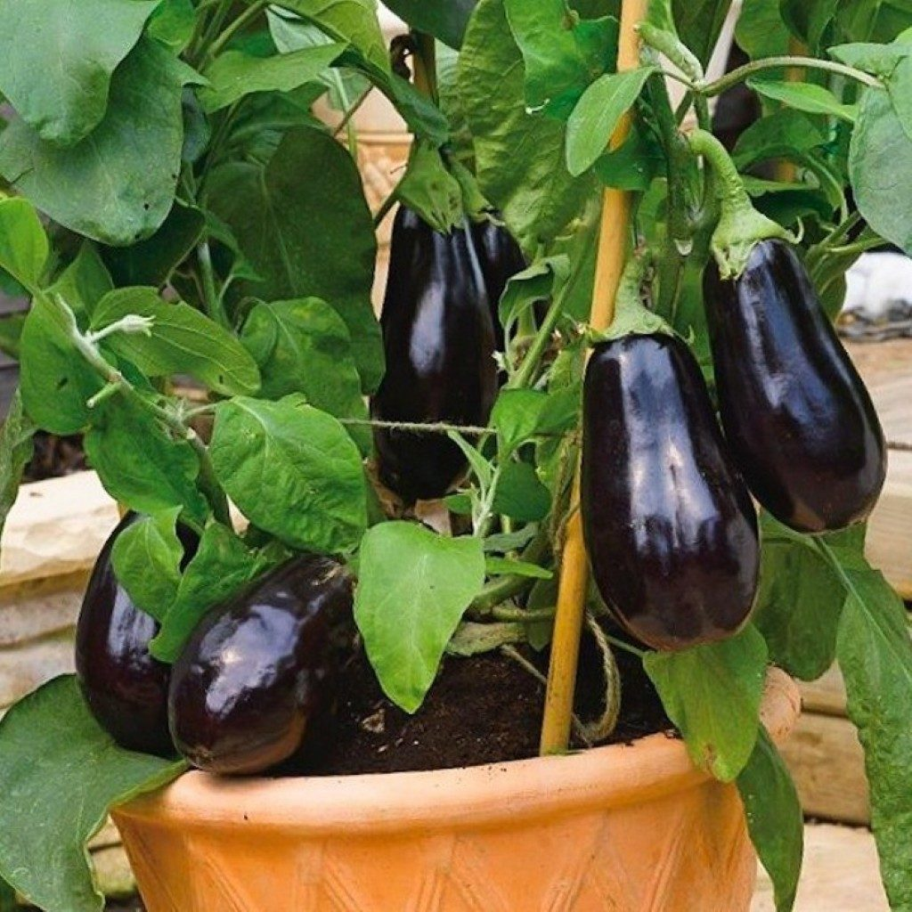 Разместить такой горшок можно где угодно, если ваш балкон утеплен достаточно света, то можно выращивать баклажаны хоть круглый год (источник: fb.ru)