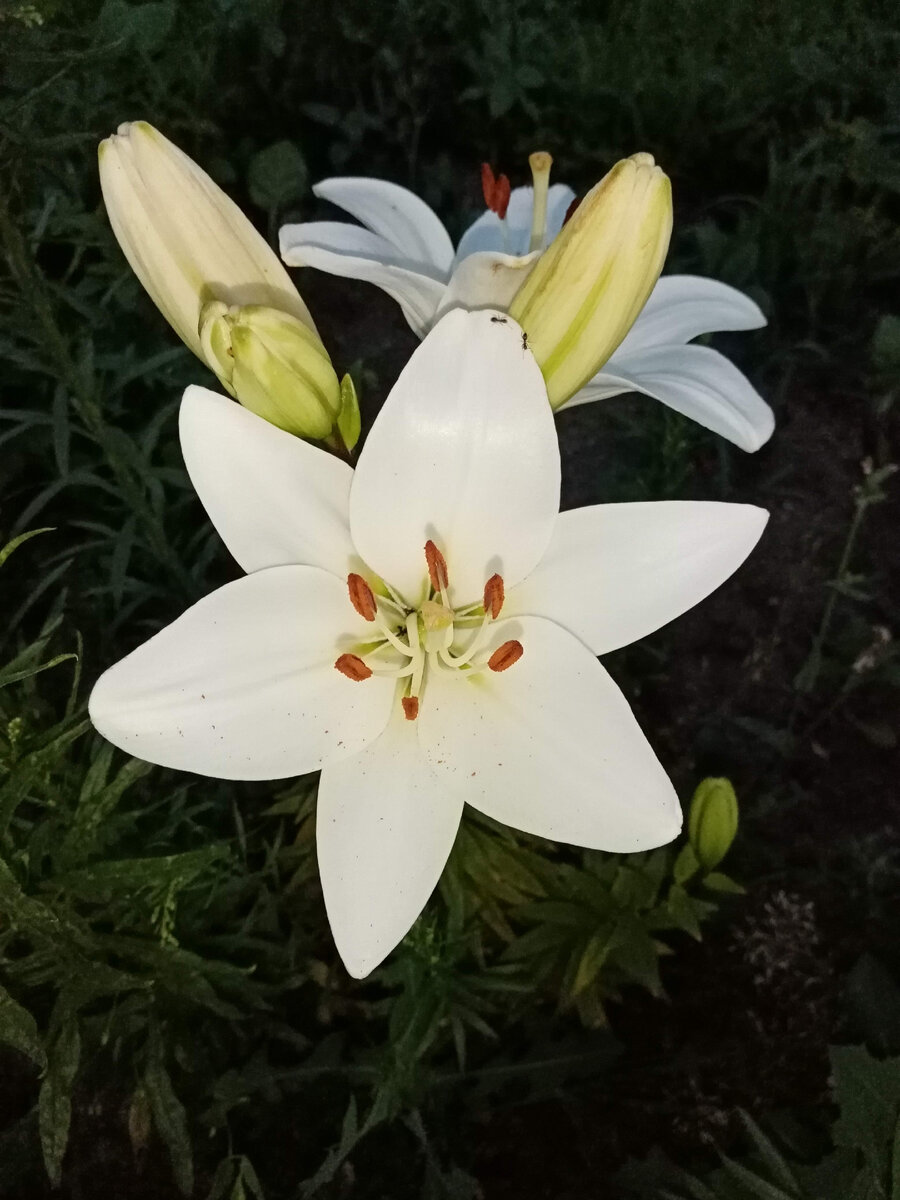 Фото автора.