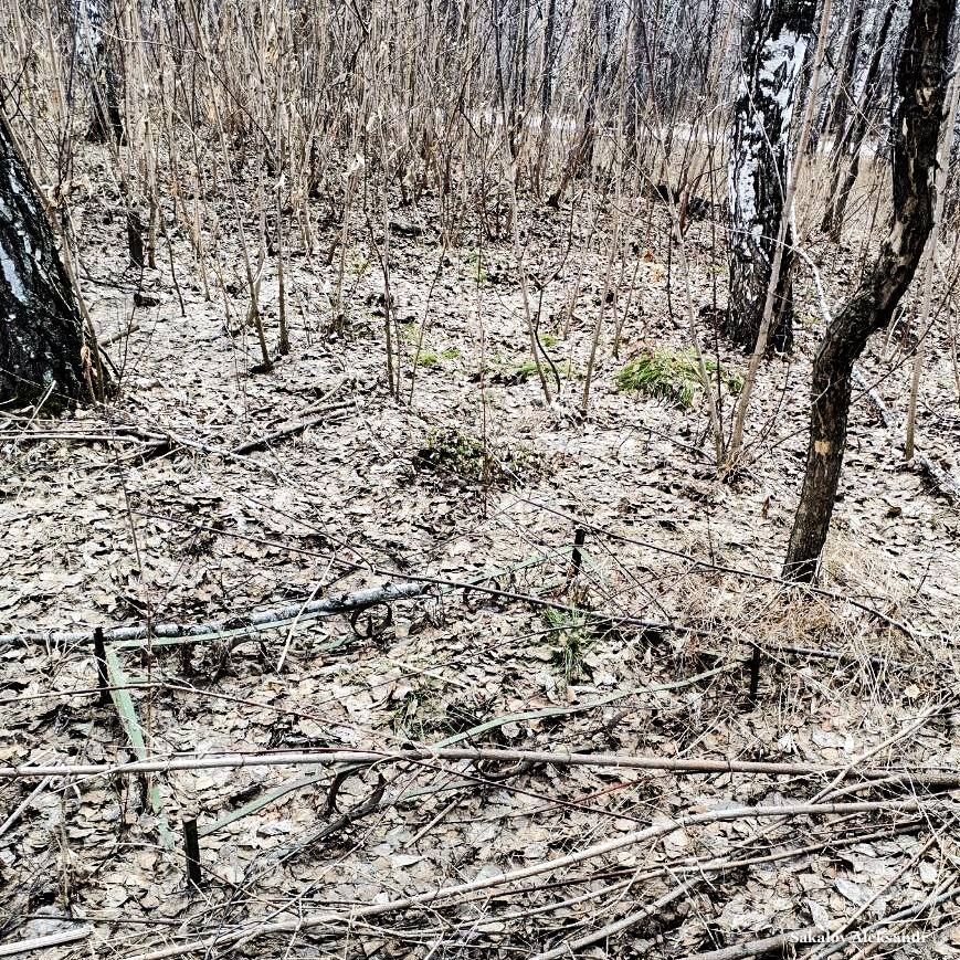 Заброшенные могилки домашних животных
