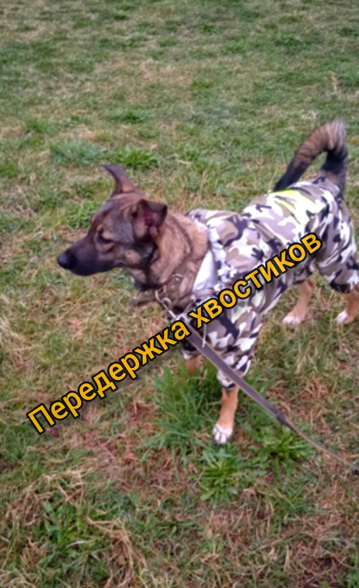 Ирма🐕‍🦺