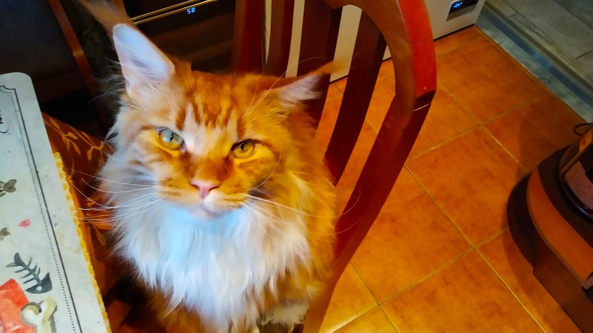 Мейн кун Степа.