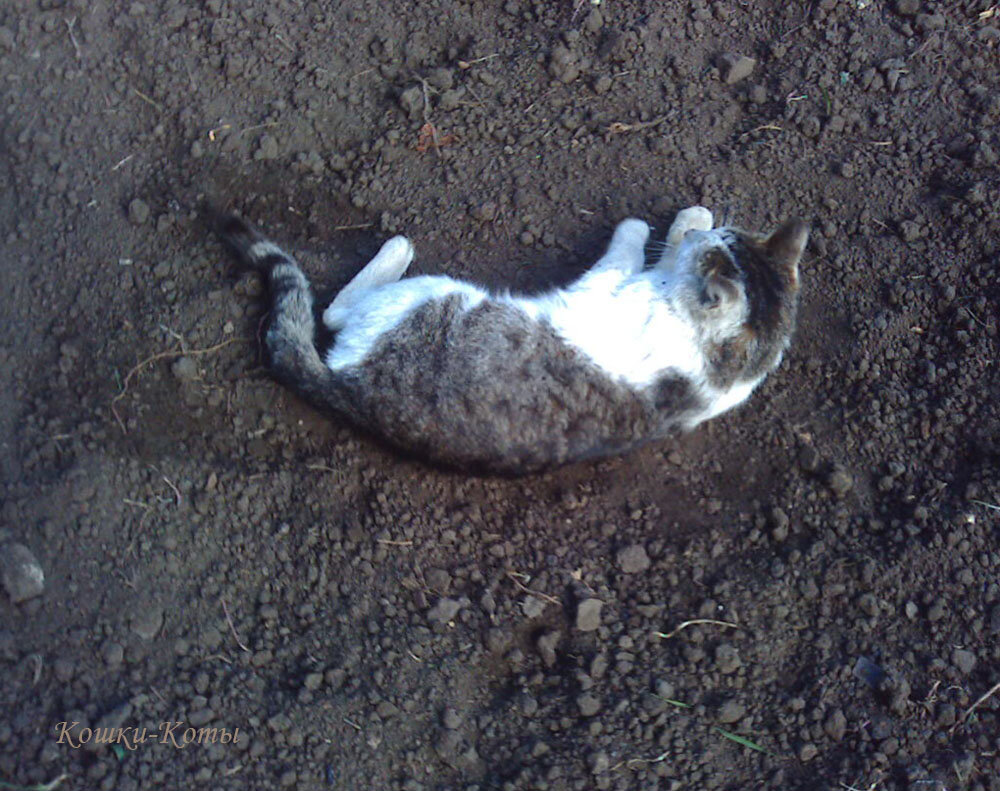 1. После того, как вскопали землю