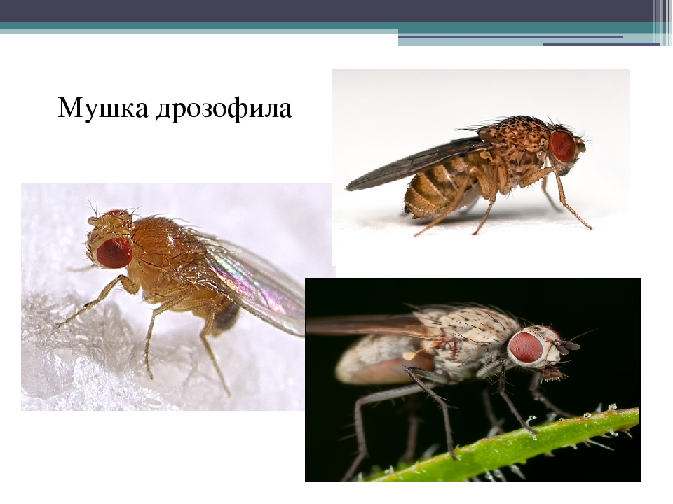Дрозофил опыт. Мухи дрозофилы Морган. Эксперимент с мухами дрозофилами. Муха Фруктовая дрозофила. Мушка дрозофила.
