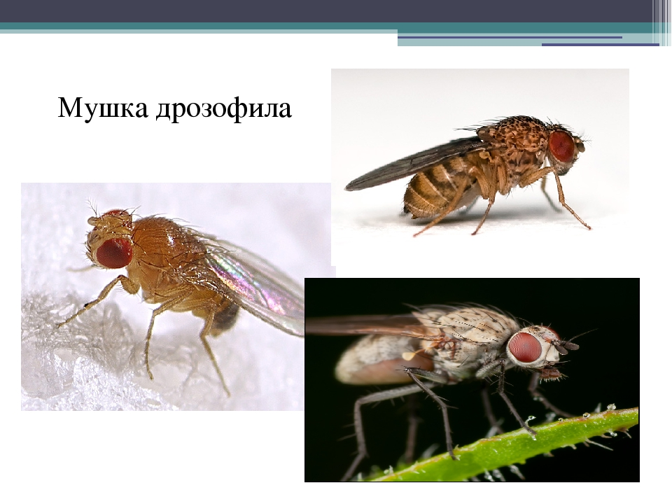 Опыт с мухой. Эксперимент с мухами дрозофилами. Муха Фруктовая дрозофила. Мушка дрозофила. Опыты с дрозофилами.