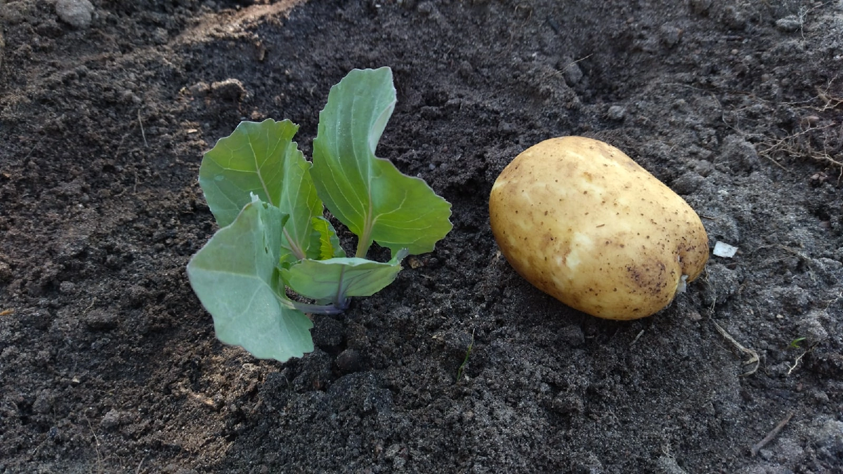 Что положить в лунку при посадке капусты. Фото автора