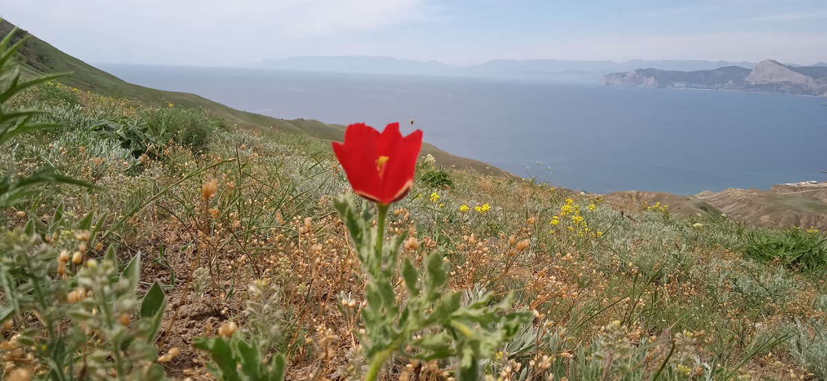 Мак и море. Фото автора