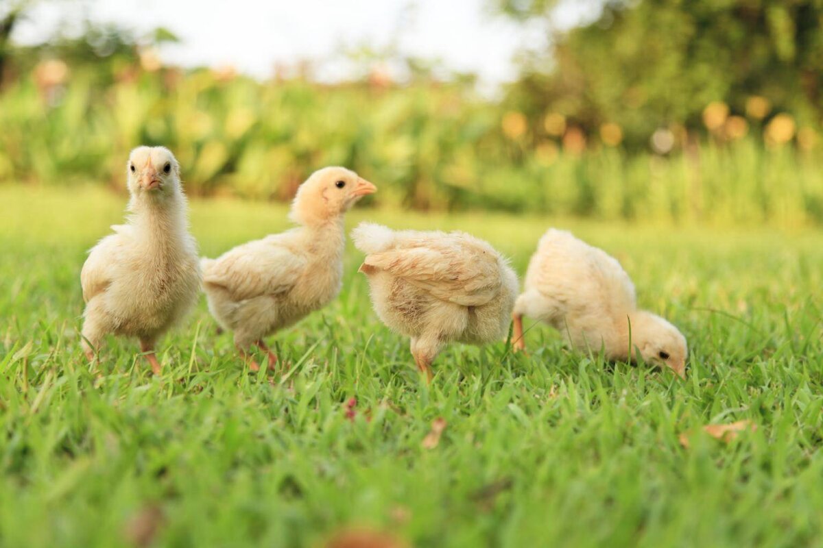 цыплята на зеленой травке