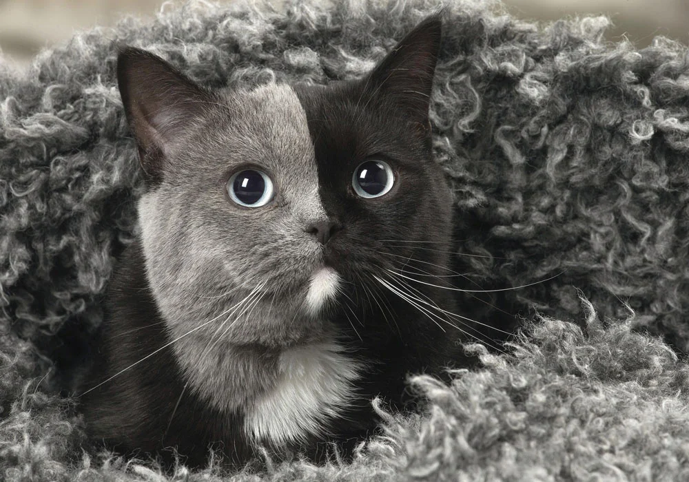 Это не она, но похожа. Фото с сайта thescottishsun.co.uk