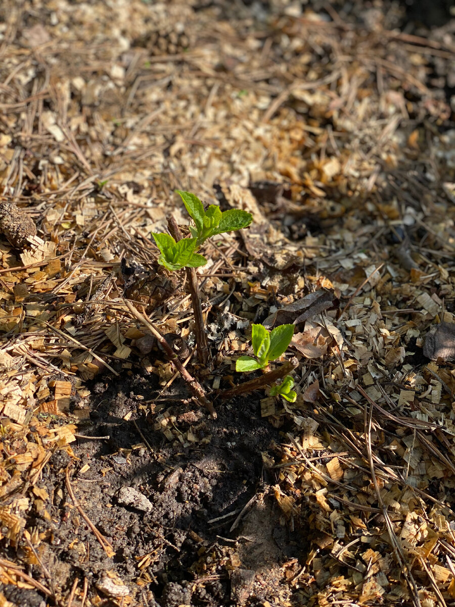 Спустя 2 недели после пересадки. Посмотрим, будет ли цвести. Но пока я сомневаюсь.