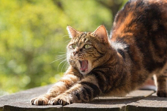 Кошка радуется солнечному дню. Фото из открытых источников.