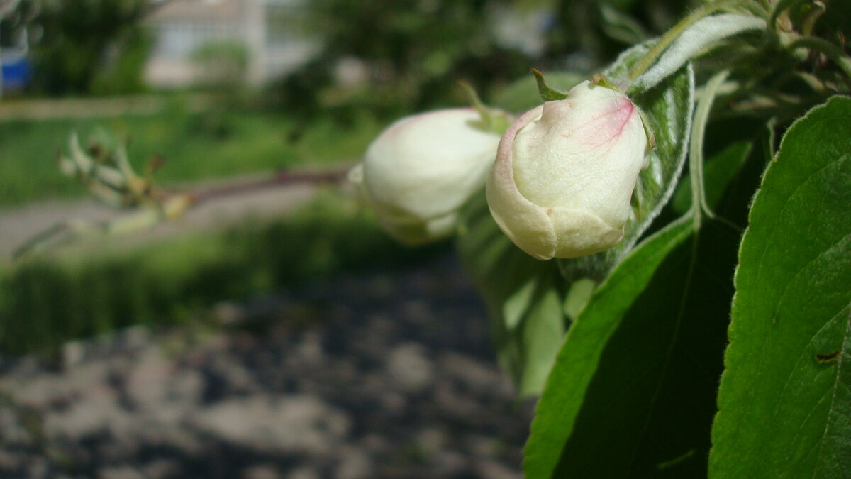 Яблоня в городе