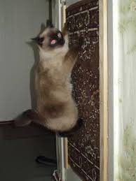 Пушистик балуется