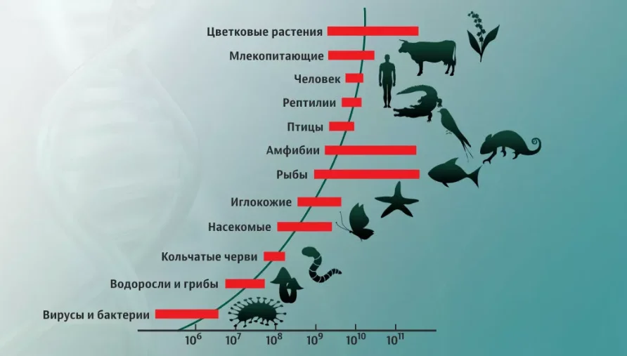 Днк сколько процентов. Размеры геномов разных организмов. ДНК человека и животных. Размеры живых организмов. Сходство ДНК человека и животных.