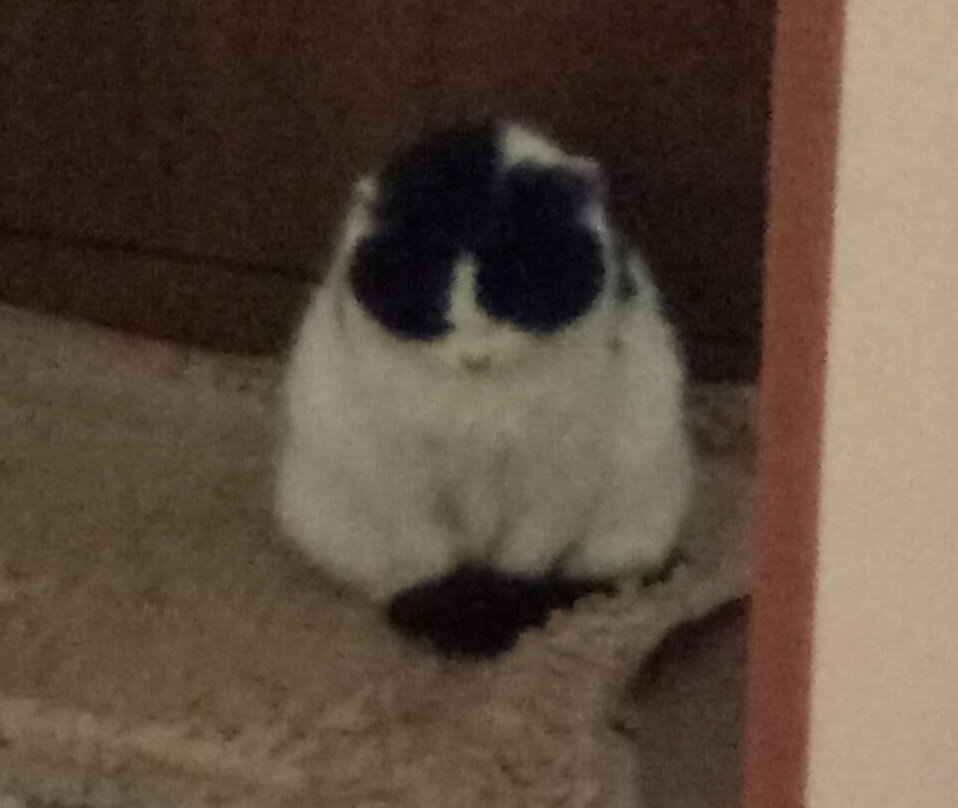 Фото автора. Приуныла