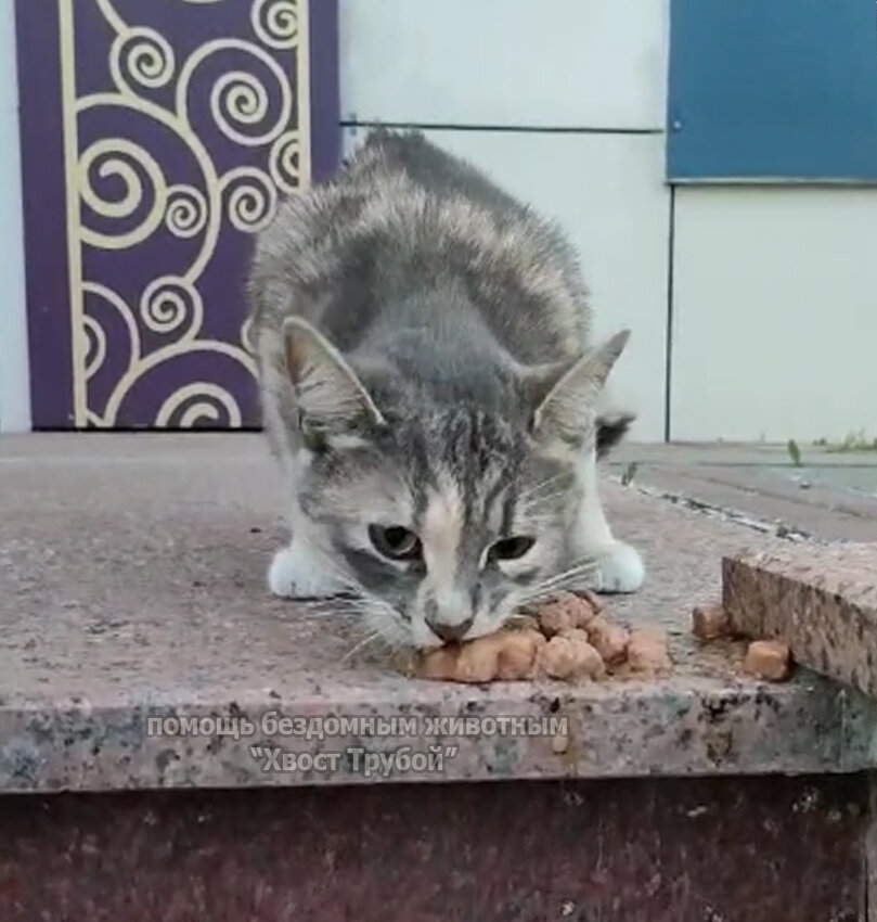 От еды кошечка не отказалась, с удовольствием съела пакетик корма.