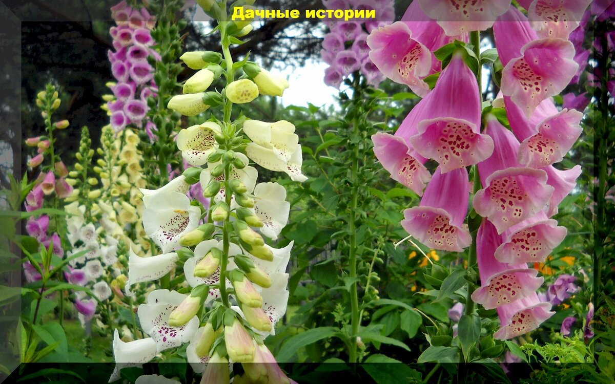 https://vk.com/photo-159774511_457253838