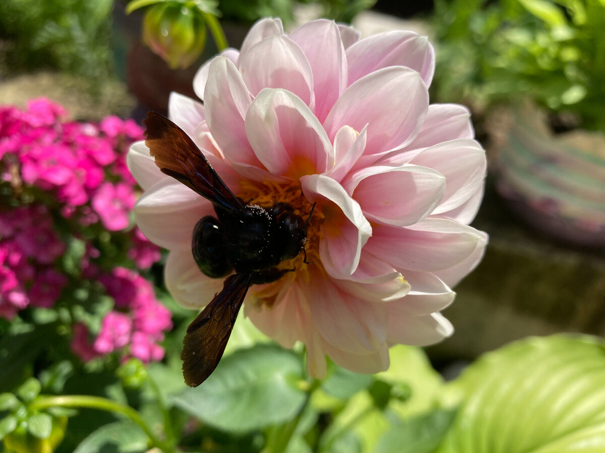 Мои "Веселые ребята" в Болгарии... Фото автора