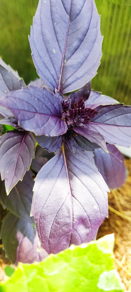 Пора собирать! 