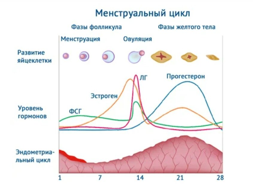 Изображение из открытых источников сети Интернет.