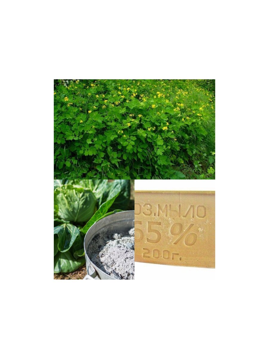 Чистотел, зола, хозяйственное мыло. 