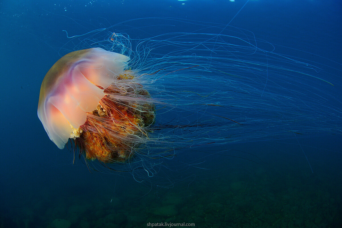 Cyanea capillata львиная грива фото