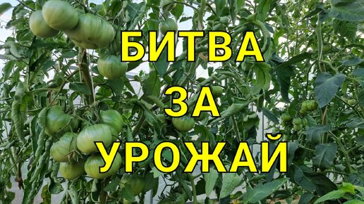 битва за урожай томатов продолжается - подвязка кистей томатов, как зачем и почему