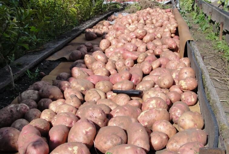 Мой урожай картошки