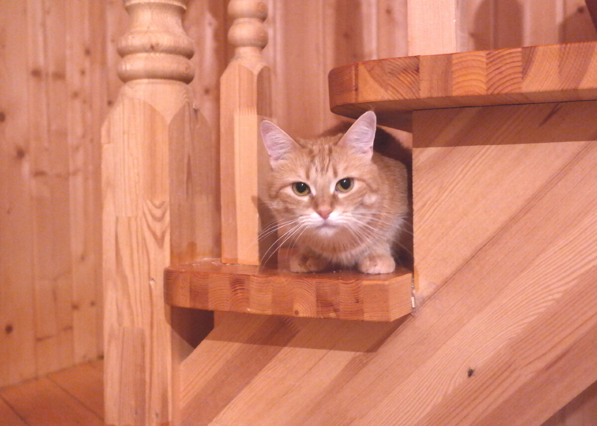 Лисько. Фото из домашнего архива