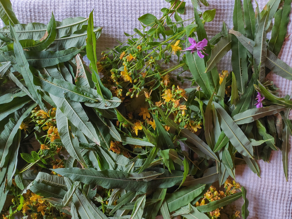 Тут у меня уже сбор с цветами зверобоя. И немного цветов самого кипрея.