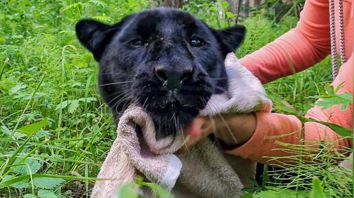 下载视频: Пантеру Луну окунули в лужу🙀