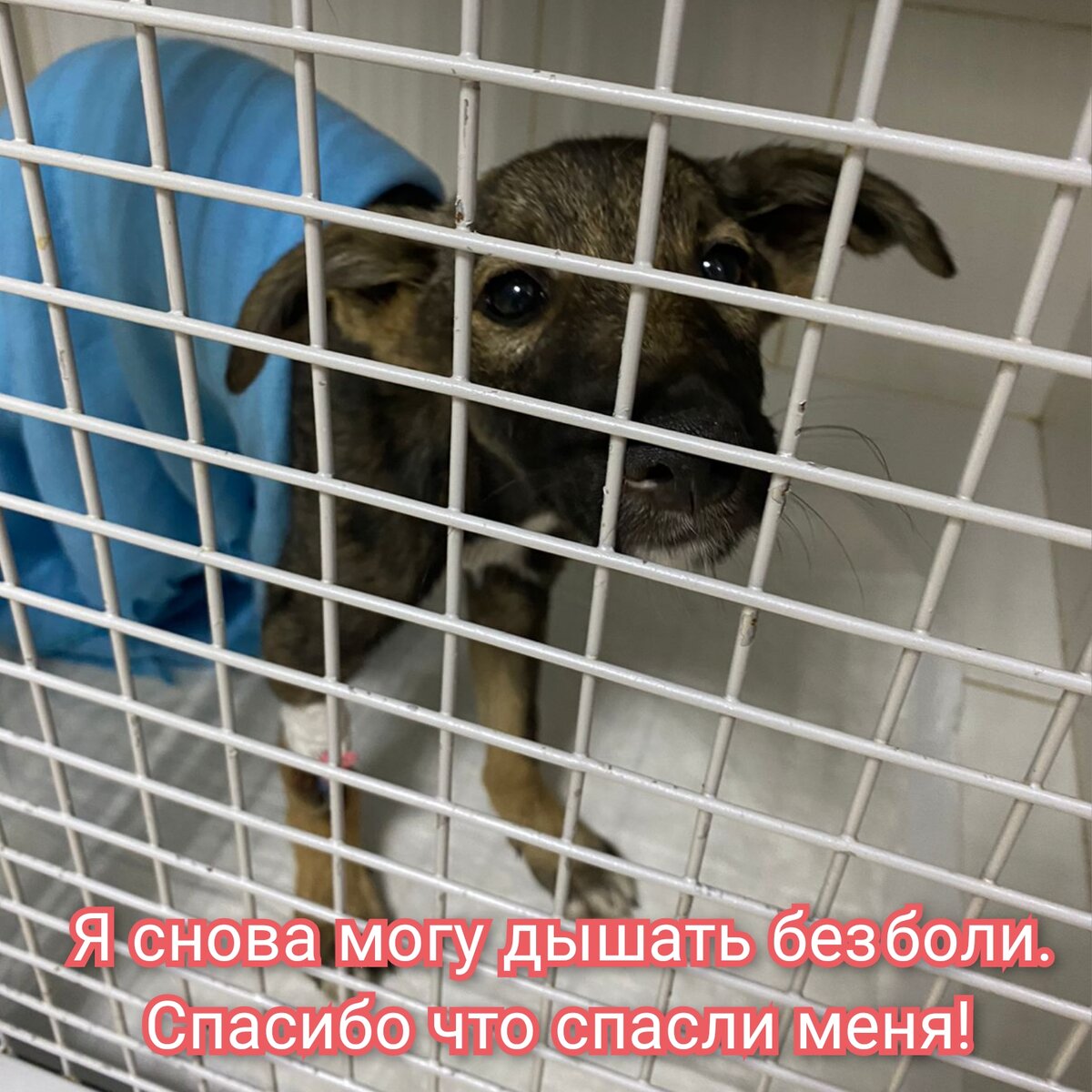Волгоград! Новости по щенку с разрывом диафрагмы. Девочка жива, состояние более менее стабильное. Пыталась даже кушать. Операция оплачена полностью. Огромное спасибо, каждому, кто принял участие! ❤Щенок в стационаре. Если кто-то сможет ещё помочь, будем благодарны 🙏Кстати нам нужно имя для девочки, а то в клинике её записали просто вчерашним числом.. ☹️Карта сб 2202 2024 6687 1666Прикреплена к номеру 89178312475 (НЕ ДЛЯ ЗВОНКОВ!) на имяЕлена Леонидовна Т.💳 Карта Тинькофф 5213243915883746 на имя Елена Леонидовна Т.💳 Карта ВТБ  2200 2404 4782 2665 на имя Елена Леонидовна Т💰Киви-кошелек 8 960 892 17 31📱Голодный номер 8 960 892 17 31☎️ 8 960 892 17 31По поводу переводов из-за границы,  работает корона пей. Пишите в личкуhttps://vk.com/club197011667Фин отчёт в обсуждениях#сбитыйщенок_гэс