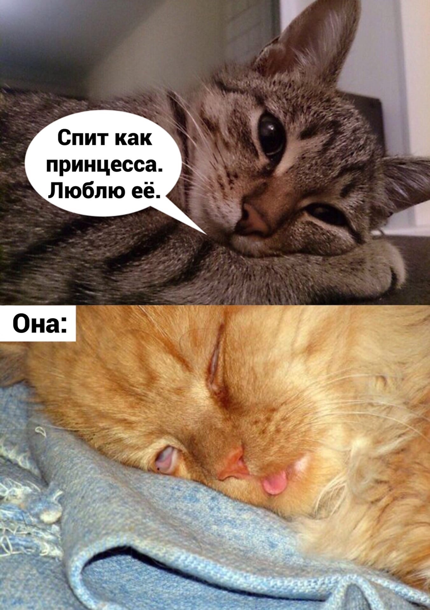 Мемы с котиками. Кот Мем. Мемы с котами и надписями. Шутка про спящую кошку. Ведь она кошка и хочет спать всего