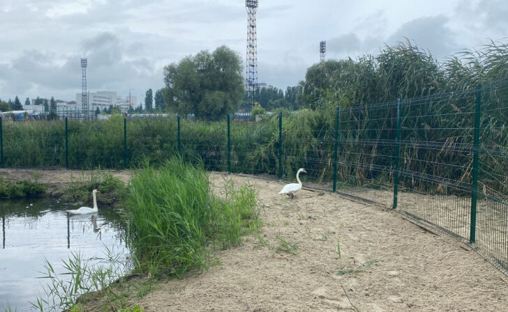    В Курчатове возле Парка птиц открылось озеро для лебедей