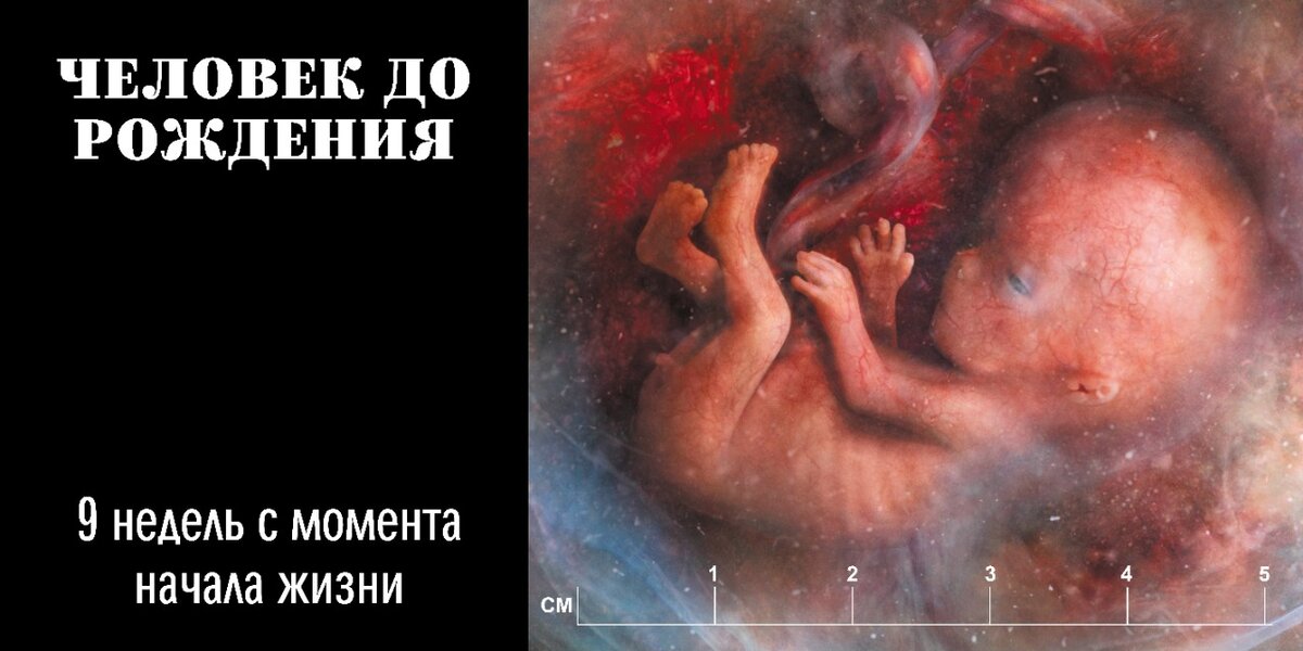 9 недель от начала жизни. Человек до рождения!