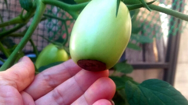 Сорт Розовая Стелла - с вершинкой