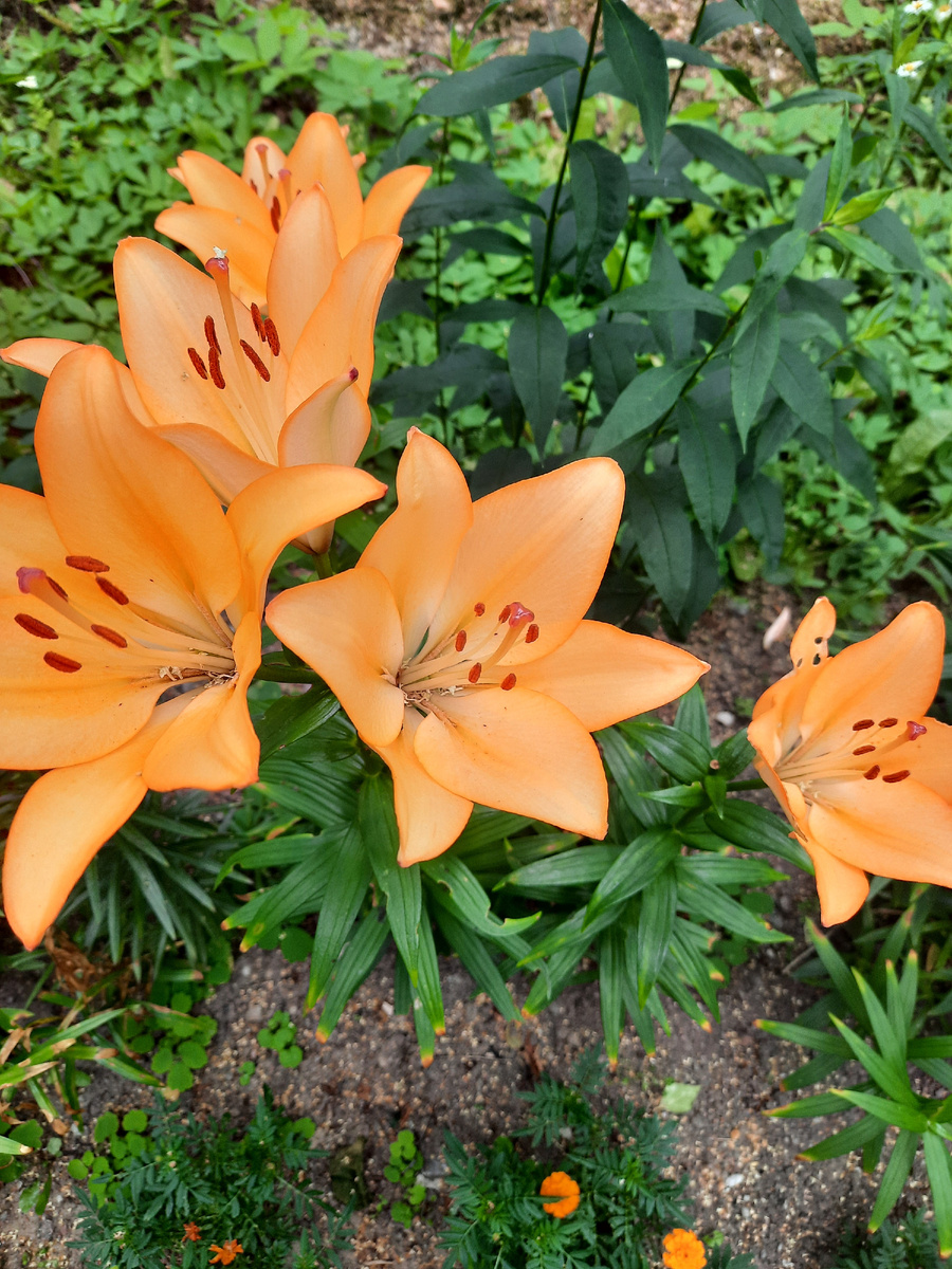 Цветы.Красота.