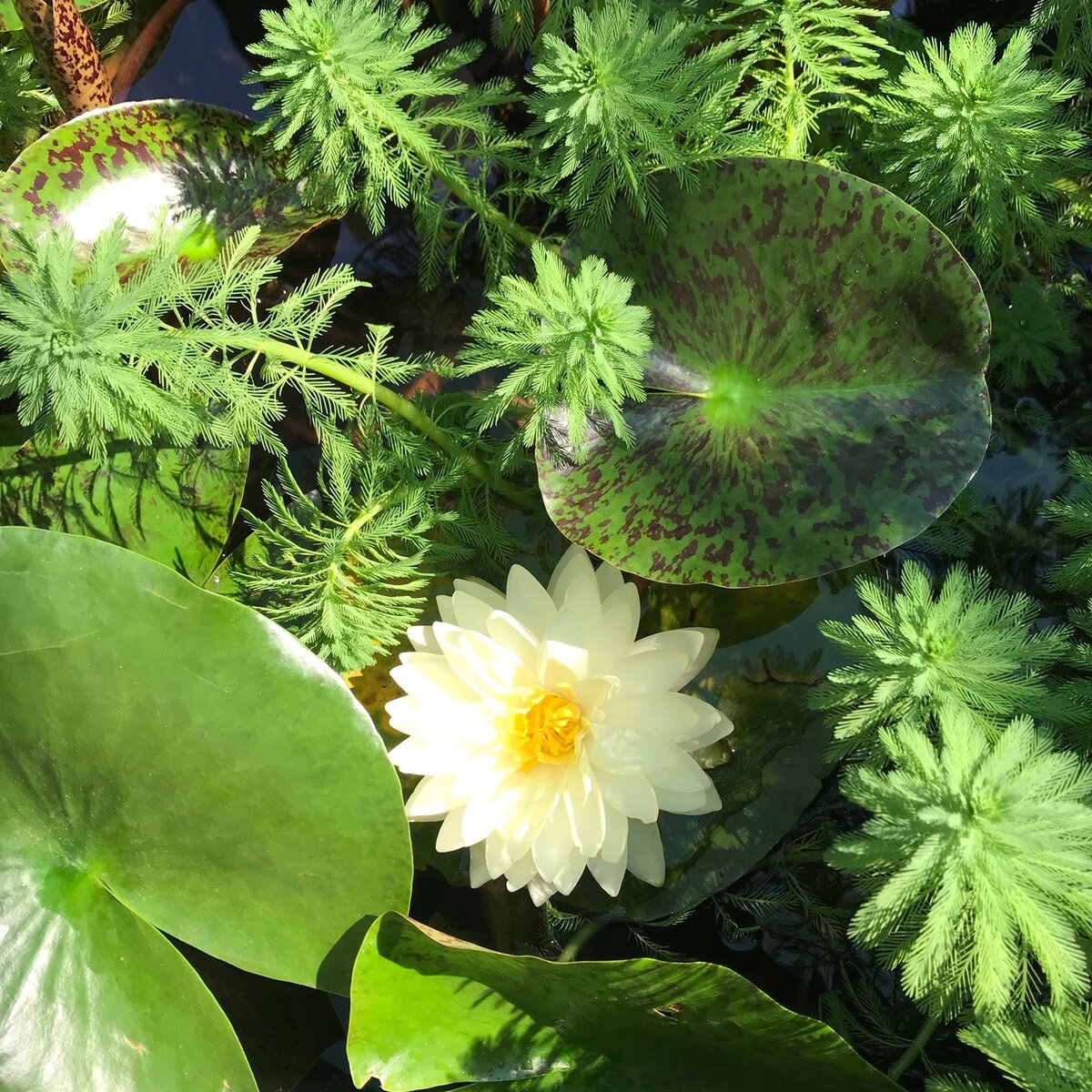 Нежный цветок