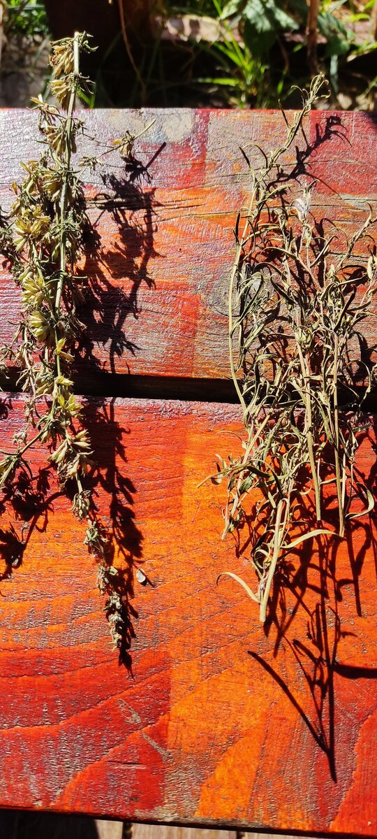 Слева чабрец, справа тархун.