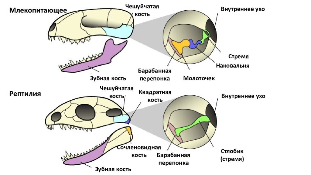 Схема черепа млекопитающих